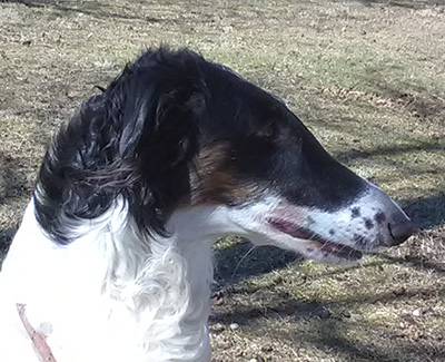 Top Obedience Borzoi 2017